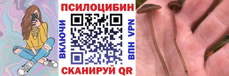 Псилоцибиновые грибы GOLDEN TEACHER  наркота  Кингисепп 